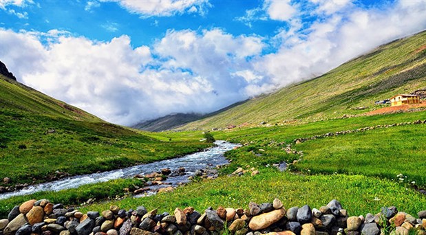 yayla florasi.jpg (94 KB)
